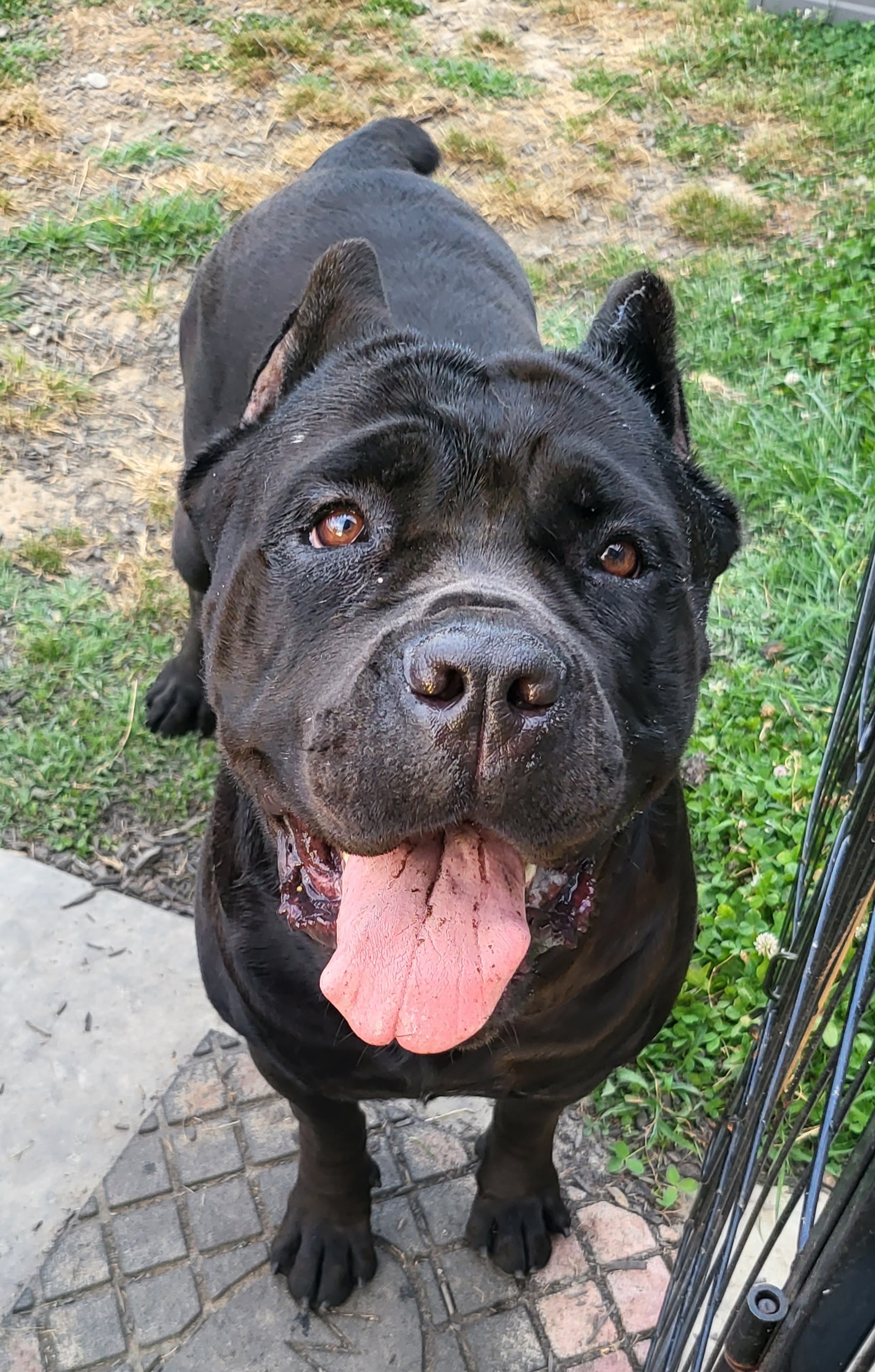 Anubis - Cane Corso puppy from Safe Haven Cane Corso
