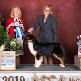 Hattie - Australian Shepherd