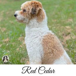 Red or Cedar - Poodle