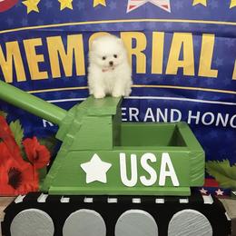 Cooper - White male Pomeranian puppy in Lyons, Georgia from Its a Poms Life Kennel