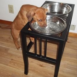 Rhodesian Ridgeback Puppies from ApacheRidge Ranch