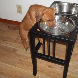 Rhodesian Ridgeback Puppies from ApacheRidge Ranch