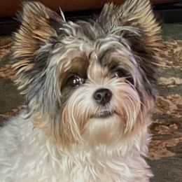 Yorkshire Terrier Puppies from Wild Azalea Yorkies on FB