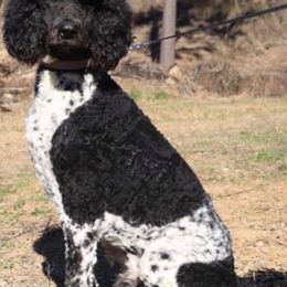Poodles from CindyJeans Standard Poodles