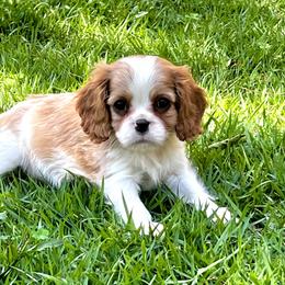 Peter - Blenheim male Cavalier King Charles Spaniel puppy in Diberville, Mississippi from Sophie’s AKC Cavaliers