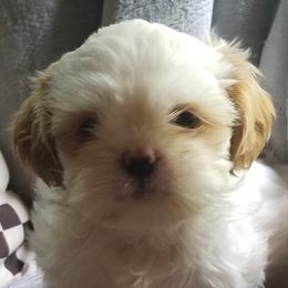 Maltese, Pomeranians, Shih Tzus, and Yorkshire Terriers from Renee's Pups