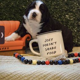 Bernedoodle and Bernese Mountain Dog Puppies from Brentwood Berners