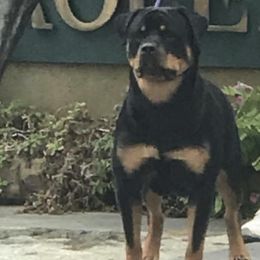 Rottweilers from Vintage Acres