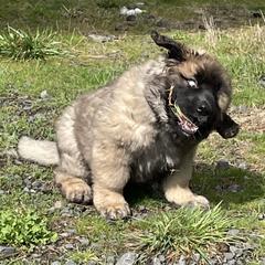Leonberger Puppies from Sinnsro Leonbergers