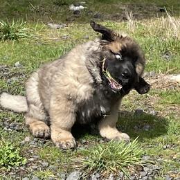 Leonberger Puppies from Sinnsro Leonbergers