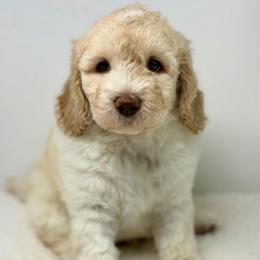 Nelson - Cream male Goldendoodle puppy in Calhoun, Georgia from FamilyLoved Doodles