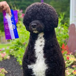 Portuguese Water Dogs from Sun Joy PWDS