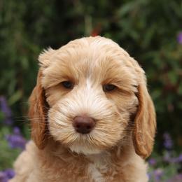 Yellow - Caramel female Australian Labradoodle puppy in Williamstown, New York from Lewis Manor Labradoodles