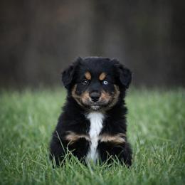 Sterling - Black tri male Miniature Australian Shepherd puppy in Lowgap, North Carolina from Baileys Mini Aussies