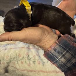 Cocker Spaniel Puppies from Cordova Cockers