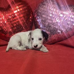 Caraway- Long Coat - White and black male Dalmatian puppy in Claremore, Oklahoma from Lotsofdots Dalmatians