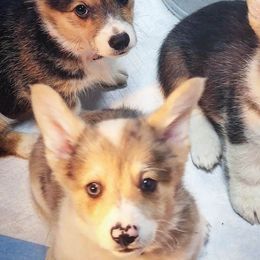 American Corgis and Pembroke Welsh Corgis from San Diego Corgis