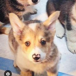 American Corgis and Pembroke Welsh Corgis from San Diego Corgis