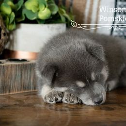 Pomsky Puppies from Winsome Pomskies
