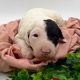 Suzie - Black and white female Sheepadoodle puppy in Willacoochee, Georgia from Kitandkboodle's Doodles
