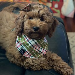 Goldendoodle Puppies from Hilltop Mini and Teddy Bear Doodles