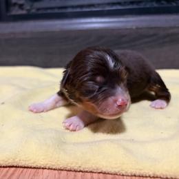 Jeffrey - Red tri-color male Miniature American Shepherd puppy in Terryville, Connecticut from Spirited Aussies