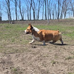 Jim - Pembroke Welsh Corgi
