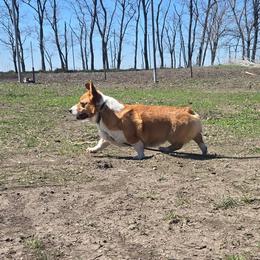 Jim - Pembroke Welsh Corgi