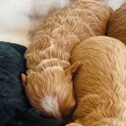 Rusty - Red male Havapoo puppy in Spokane, Washington from Havaluv Puppies