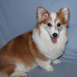 Delilah - Pembroke Welsh Corgi