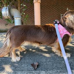 Honey - Dachshund