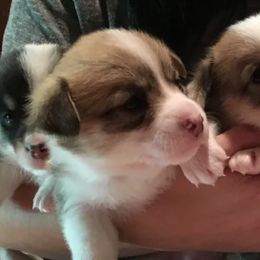 American Corgi, Cardigan Welsh Corgi, Dachshund, and Pembroke Welsh Corgi Puppies from Dream Giver Corgis