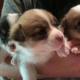 American Corgi, Cardigan Welsh Corgi, Dachshund, and Pembroke Welsh Corgi Puppies from Dream Giver Corgis