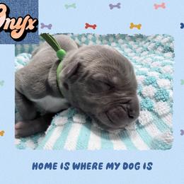 Onyx - Blue and white male Great Dane puppy in Gonzales, Louisiana from Anstatt House Of Danes