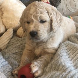 Goldendoodle Puppies from Kellee's Goldendoodles