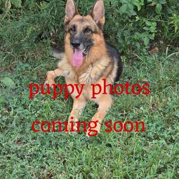 Freda - Black and tan female German Shepherd puppy in Berry, Alabama from Whisper Gray