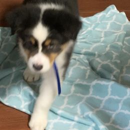 Australian Shepherd Puppies from Mullis Australian Shepherd