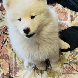 Samoyed Puppies from Better’s Samoyeds