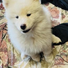 Samoyed Puppies from Better’s Samoyeds