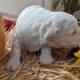 Australian Labradoodle Puppies from Doodle Inn Labradoodles