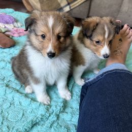Kasper Classic Sable Boy - Sable and white male Shetland Sheepdog puppy in Frazeysburg, Ohio from Mountain High Kennels
