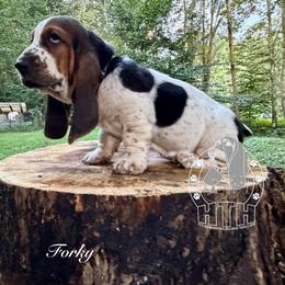 Forky - Black white and brown male Basset Hound puppy in Dingess, West Virginia from Tuckers' Howling Hounds