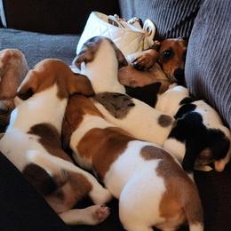 Dachshund Puppies from Haus of Wiener Schnitzel