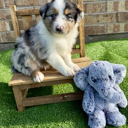 Australian Shepherd Puppies from Aussome Okie Aussies