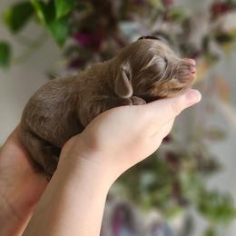 Luke- AKC - Fawn (isabella) and tan male Dachshund puppy in Loganville, Georgia from Royal Dackel Haus