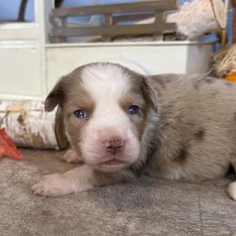 4 - Red merle female Miniature Australian Shepherd puppy in Cedar Creek, Texas from Rowdy Ranch Tx