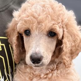 Poodles from Double R Poodles