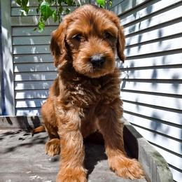 Seahawk - Red  male Goldendoodle puppy in Everett, Washington from Big Top Doodles