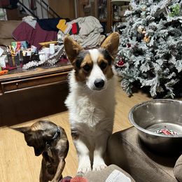 Loki - Pembroke Welsh Corgi