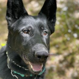 Ammo - German Shepherd